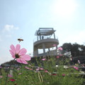 写真: コスモスとミツバチ・・中尾山