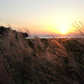 夕日とススキ・・丸島