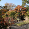 写真: 竹林園の紅葉