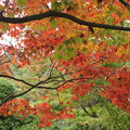 写真: 紅葉・・竹林園