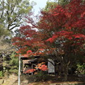 諏訪神社の紅葉