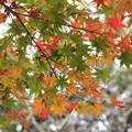 紅葉と青葉混在・・諏訪神社