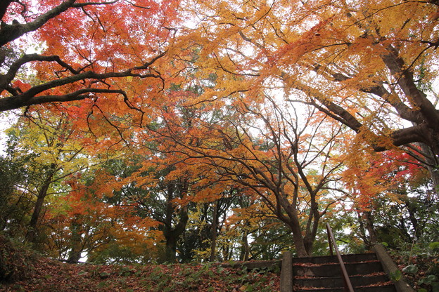 写真: 紅葉・・城山