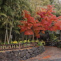 竹林園の紅葉