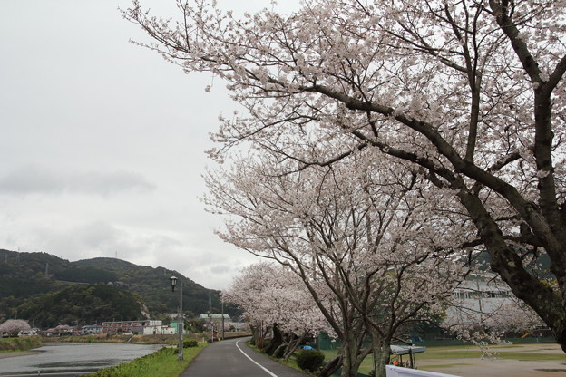 写真: 桜満開・・浜グランド