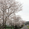 写真: 桜満開・・浜グランド