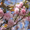 写真: 八重桜・・城山