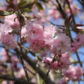写真: 八重桜・・城山
