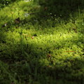 写真: 苔の緑