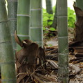 写真: 筍の成長あと・・竹林園