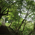 写真: 新緑・・湯出神社