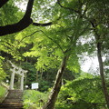 写真: 新緑・・湯出神社