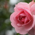 雨の中の薔薇・・バラ園