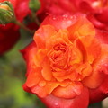写真: 雨の中の薔薇・・バラ園