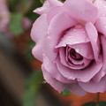 雨の中の薔薇・・バラ園