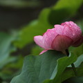 写真: 蓮咲きだす・・エコパーク水俣