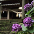 紫陽花・・諏訪神社