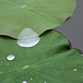 写真: 二枚の葉にまたがる水玉