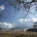写真: 中尾山コスモス園