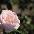 写真: 秋の薔薇・・バラ園