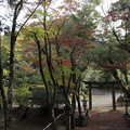写真: 今年の紅葉は早い？・・住吉神社