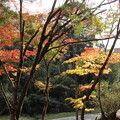写真: 紅葉・・住吉神社