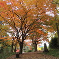 写真: 城山の紅葉