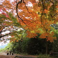 写真: 紅葉・・城山