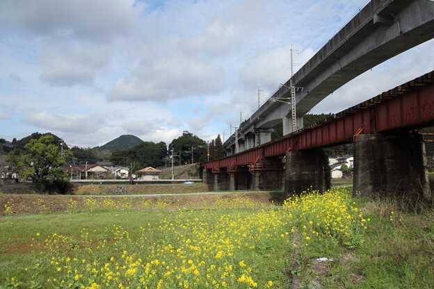 写真: 菜の花と鉄橋とマイ自転車・・長野