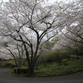 写真: 桜・・中尾山登山道