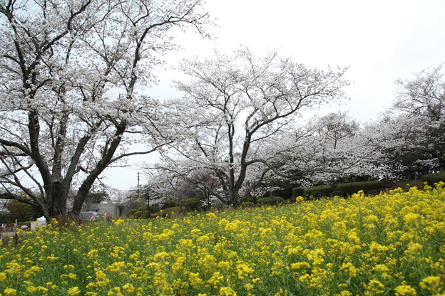 写真: 桜と菜の花・・中尾山