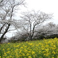 桜と菜の花・・中尾山