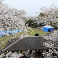 写真: 桜・・中尾山