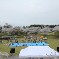 写真: 桜まつり・・中尾山