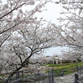 写真: 桜・・中尾山