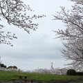 桜・・中尾山