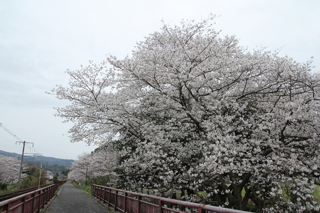 写真: 桜・・遊歩道