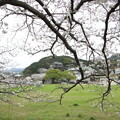 写真: 桜・・南福寺