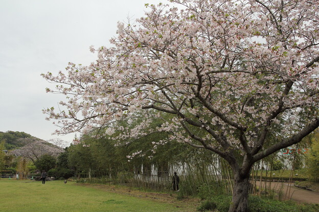 写真: 竹林園の桜