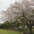 竹林園の桜