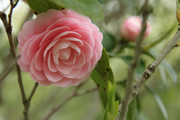 写真: まだ咲いてます乙女椿・・竹林園