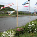 写真: 鯉のぼりとつつじ・・水俣川