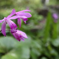 写真: 最後一番上の紫蘭・・竹林園