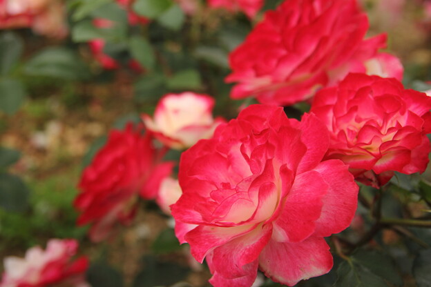 写真: 薔薇・・エコパーク水俣ばら園