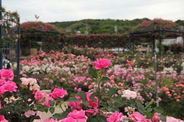 薔薇・・エコパーク水俣ばら園