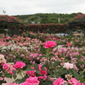 写真: 薔薇・・エコパーク水俣ばら園