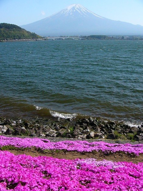 芝桜と富士山と河口湖