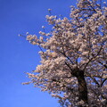 雲と桜