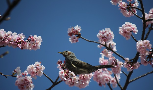写真: 桜とムクドリ