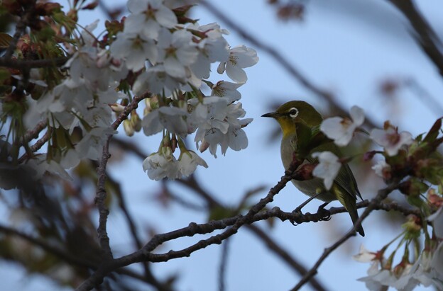 写真: C41A9922桜メジロ
